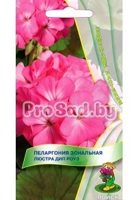 Пеларгония зональная Люстра дип роуз