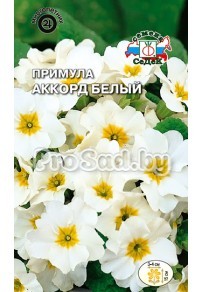 Примула Аккорд белый