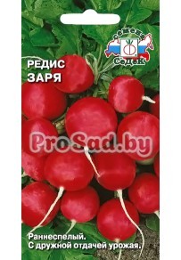 Редис Заря