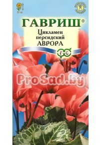 Цикламен персидский Аврора