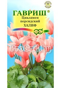 Цикламен персидский Халиф