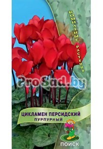 Цикламен персидский Пурпурный