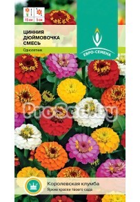 Цинния Дюймовочка, смесь