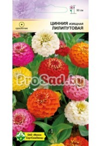 Цинния изящная Лилипутовая