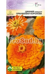 Цинния изящная Оранжевая королева