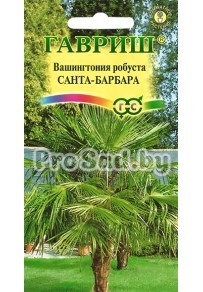 Вашингтония робуста Санта-Барбара