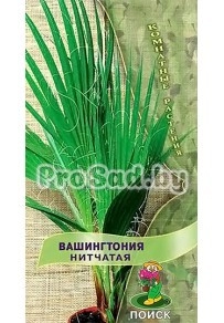 Вашингтония нитчатая