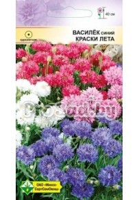 Василёк синий Краски лета