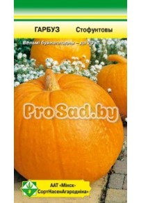 ТЫКВА Стофунтовая