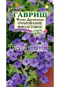 Флокс друммонда Очарование фиолетовое