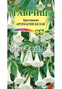 Бругмансия Аромагия белая