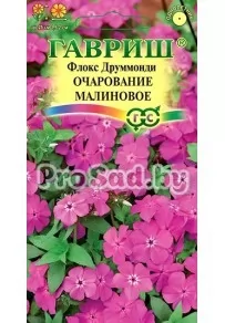 Флокс друммонда Очарование малиновое