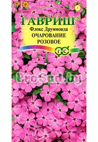 Флокс друммонда Очарование розовое