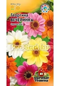 Георгина Вечеринка, смесь