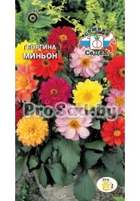 Георгина Миньон