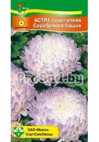 Астра пионовидная Серебряная башня (Германия)