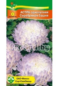 Астра пионовидная Серебряная башня (Германия)
