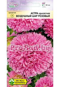 Астра Воздушный шар розовый (Германия)