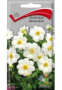 Георгина Мигнон белая