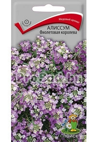 Алиссум Фиолетовая королева