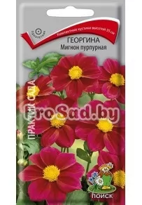 Георгина Мигнон пурпурная