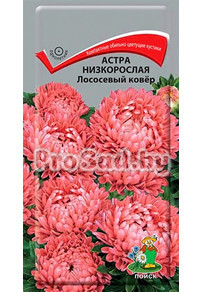 Астра низкорослая Лососевый ковёр