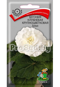 Бегония клубневая крупноцветковая Белая