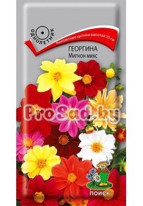 Георгина Мигнон микс, смесь