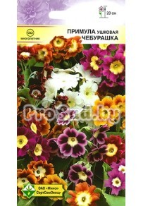 Примула ушковая Чебурашка, смесь