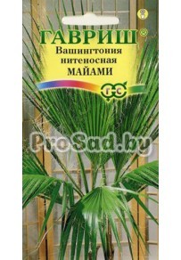 Вашингтония нитеносная Майами