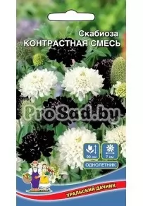 Скабиоза Контрастная смесь