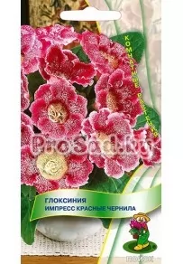 Глоксиния Импресс Красные чернила