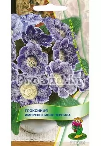 Глоксиния Импресс Синие чернила