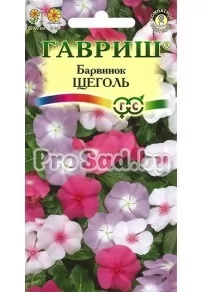 Барвинок (Катарантус) Щёголь