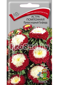 Астра помпонная Превосходный Гасфорд
