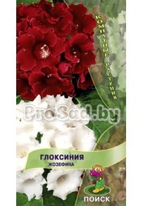 Глоксиния Жозефина