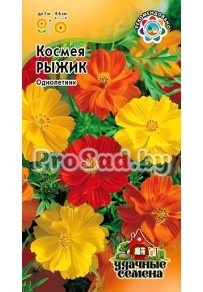 Космея Рыжик