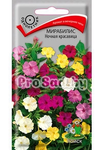 Мирабилис Ночная красавица