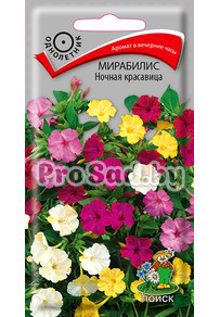 Мирабилис Ночная красавица