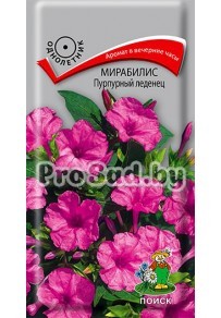 Мирабилис Пурпурный леденец