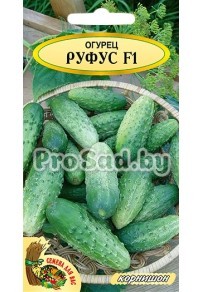Огурец-корнишон F1 Руфус (Польша)