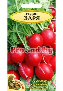 Редис Заря