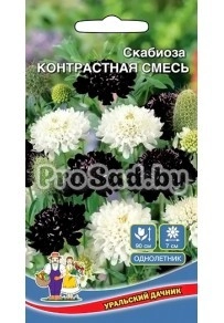 Скабиоза Контрастная смесь