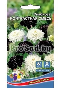 Скабиоза Контрастная смесь