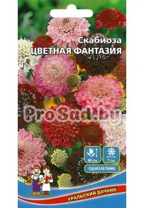 Скабиоза Цветная фантазия