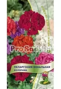 Пеларгония зональная Колорама