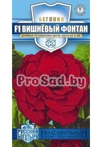 Бегония клубневая F1 Вишнёвый фонтан