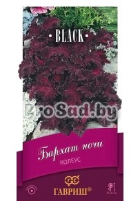 Колеус Бархат ночи