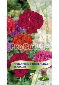 Пеларгония зональная Колорама