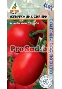Томат Жемчужина Сибири